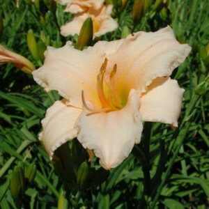 Hemerocallis  'Puddin' (Sásliliom)
