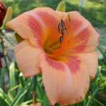 Hemerocallis  'Real Wind' (Sásliliom)