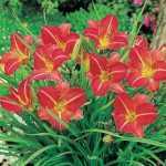 Hemerocallis  'Red Rum' (Sásliliom)