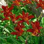 Hemerocallis  'Sammy Russel' (Sásliliom)