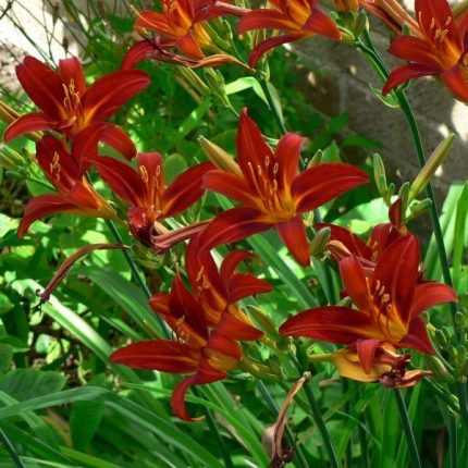 Hemerocallis  'Sammy Russel' (Sásliliom)
