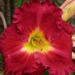 Hemerocallis  'Siloam Paul Watts' (Sásliliom)