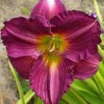 Hemerocallis  'Siloam Royal Prince' (Sásliliom)