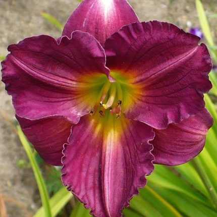 Hemerocallis  'Siloam Royal Prince' (Sásliliom)
