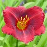 Hemerocallis  'Siloam Showgirl' (Sásliliom)