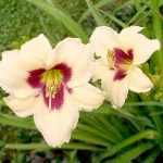 Hemerocallis  'Snowy Eyes' (Sásliliom)