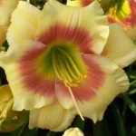 Hemerocallis  'Spits Beauty' (Sásliliom)