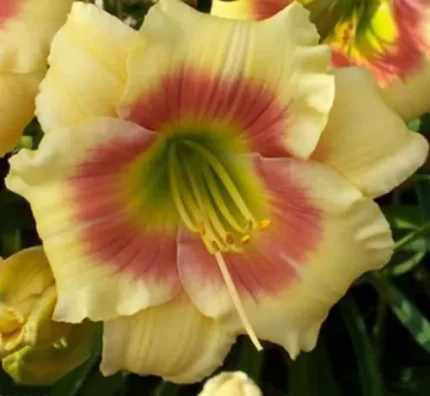 Hemerocallis  'Spits Beauty' (Sásliliom)