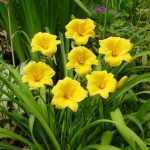 Hemerocallis  'Stella d'Oro' (Sásliliom)