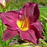 Hemerocallis  'Strutter's Ball' (Sásliliom)