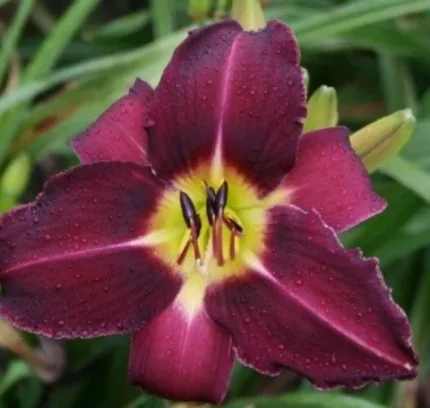 Hemerocallis  'Violet Hour' (Sásliliom)