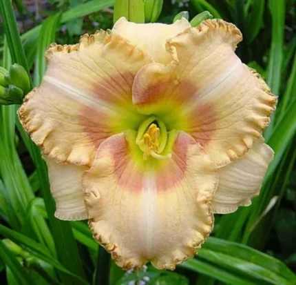 Hemerocallis  'Wisest of Wizards' (Sásliliom)