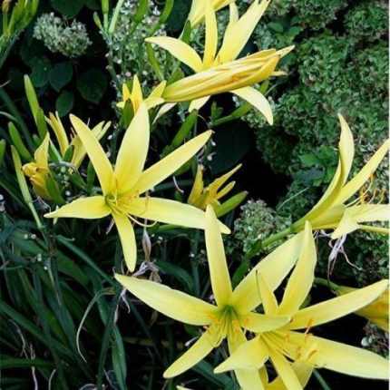 Hemerocallis  citrina (Halvány sásliliom)