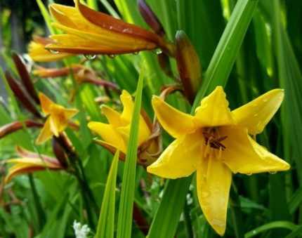 Hemerocallis middendorfii (Sásliliom)