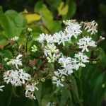 Heptacodium miconioides 'Temple of Bloom'® - Hétfiúvirágcserje