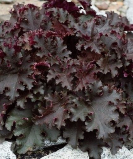 Heuchera Black Beauty
