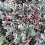 Heuchera 'Black Taffeta'®