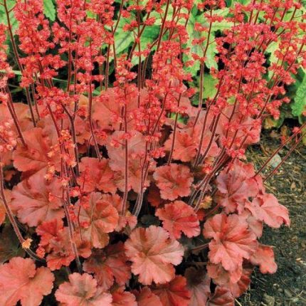 Heuchera Cherry Cola
