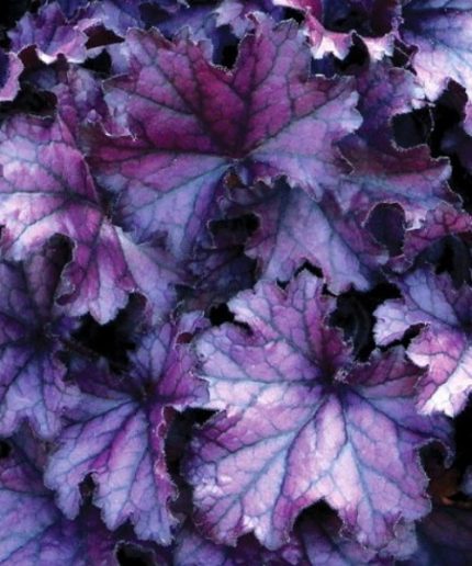 Heuchera Forever Purple