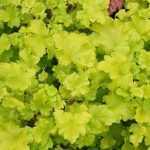 Heuchera 'Lime Marmelade'®
