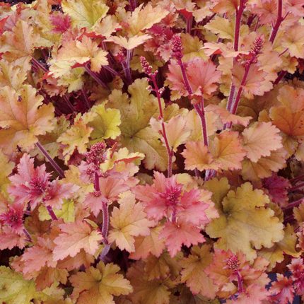 Heuchera Marmalade - Tűzeső