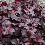 Heuchera Obsidian
