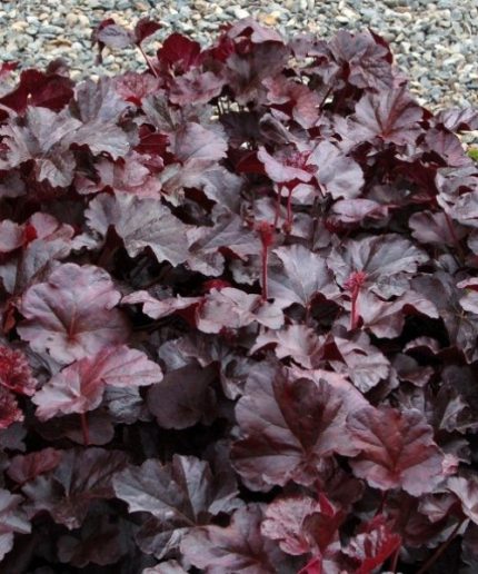 Heuchera Obsidian