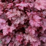 Heuchera Plum Puding