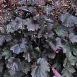 Heuchera 'Rex Black'®