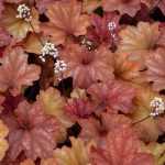 Heuchera 'Rio'®