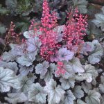 Heuchera Silver Gumdrop