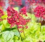 Heuchera 'Tokyo'®