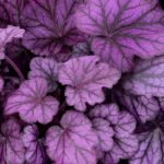 Heuchera Wild Rose