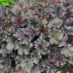 Heuchera 'World Caffé Espresso'®