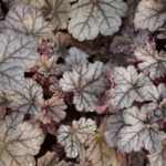 Heuchera 'World Caffé Frappe'®