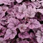 Heuchera wildberry®