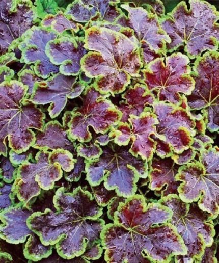 Heucherella Solar Eclips