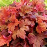 Heucherella Sweet Tea