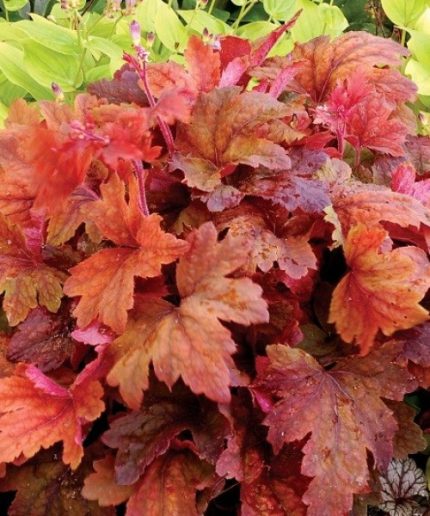Heucherella Sweet Tea