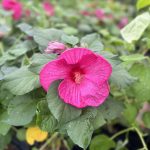 Hibiscus palustris rózsaszín kerti tavi növény