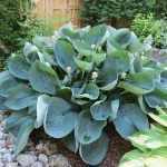 Hosta 'Abiqua Drinking Gourd'