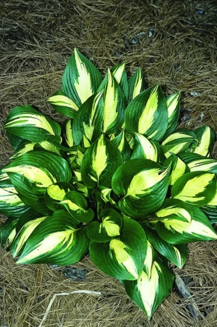 Hosta 'American Sweetheart®'
