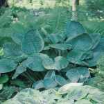 Hosta 'Blue Umbrellas