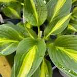 Hosta 'Broad Street'