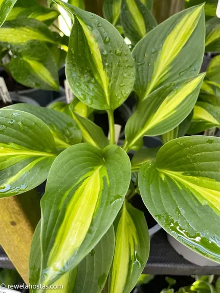 Hosta 'Broad Street'