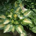 Hosta 'Great Expectations'