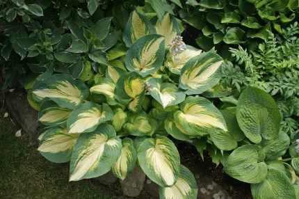 Hosta 'Great Expectations'