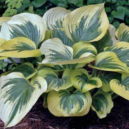 Hosta 'Liberty'