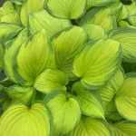 Hosta 'Stained Glass'