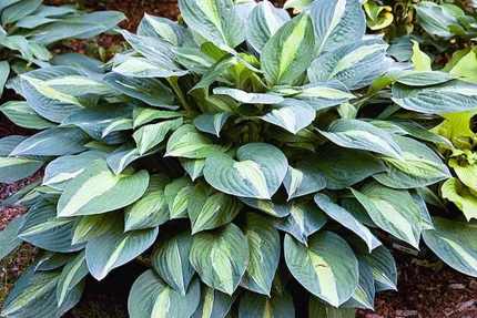 Hosta 'Striptease'